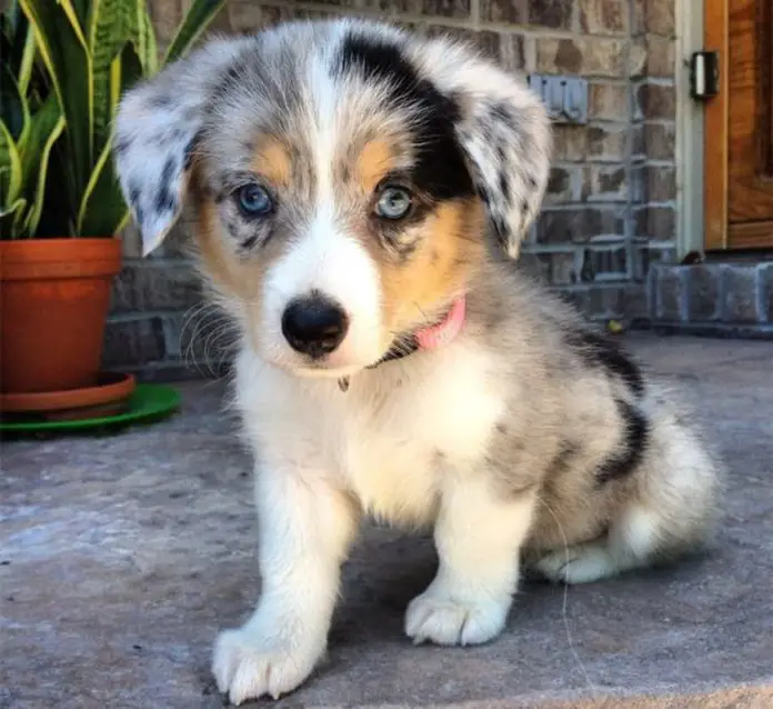 Auggie: Corgi Australian Shepherd Mix - Ebknows