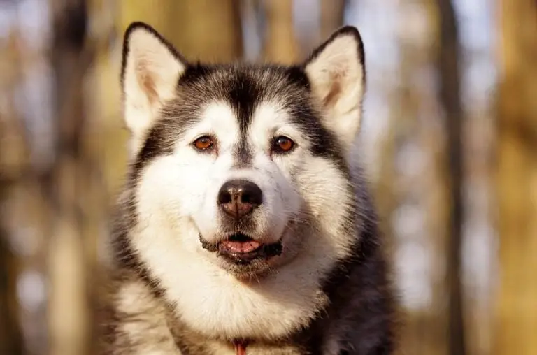 How Long Do Huskies Live? ebknows