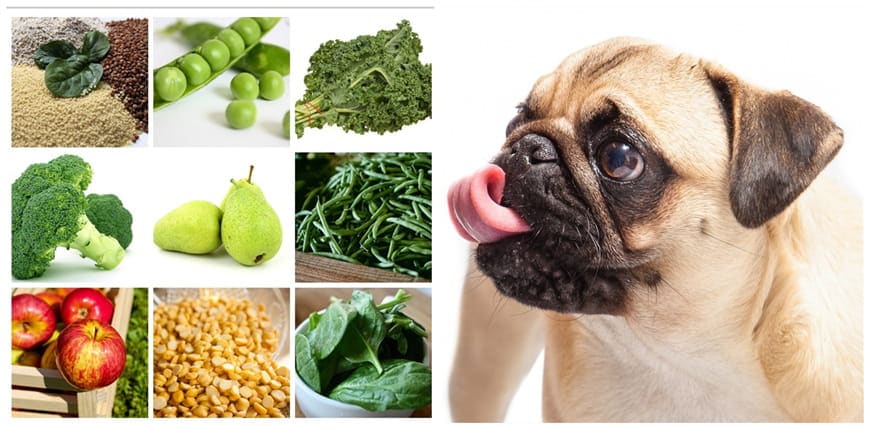 What Should You Feed Diabetic Dogs Ebknows