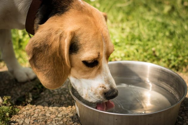 why-dog-throwing-up-after-drinking-water-ebknows