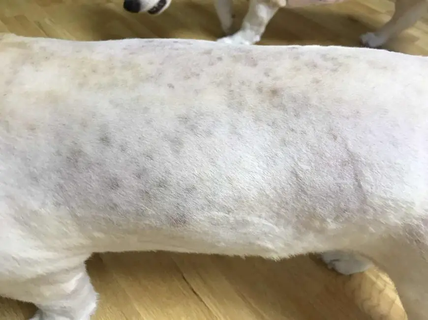 What Causes Dark Spots On Dogs Skin | Images and Photos finder