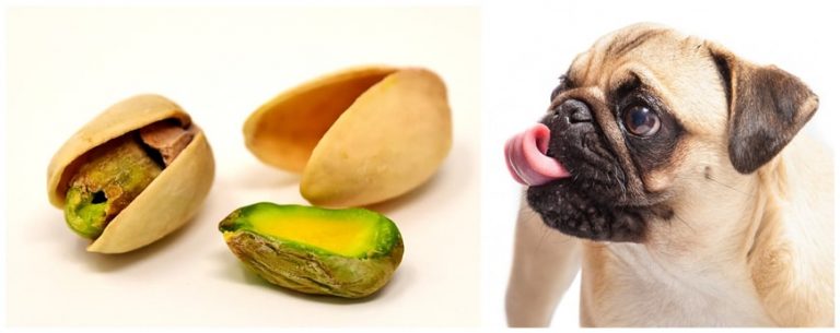 Can Dogs Eat Pistachio? - ebknows