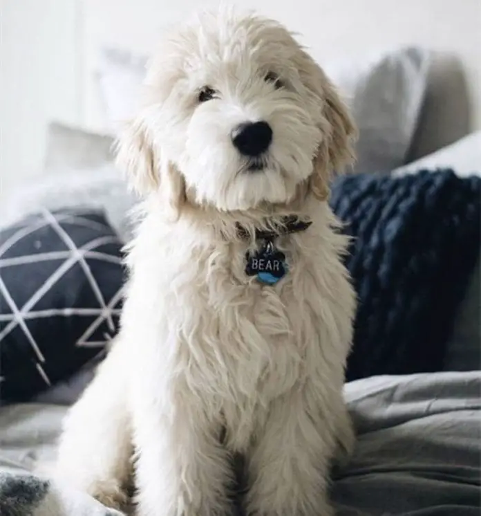 All You Need to Know About the English Cream Goldendoodle ebknows