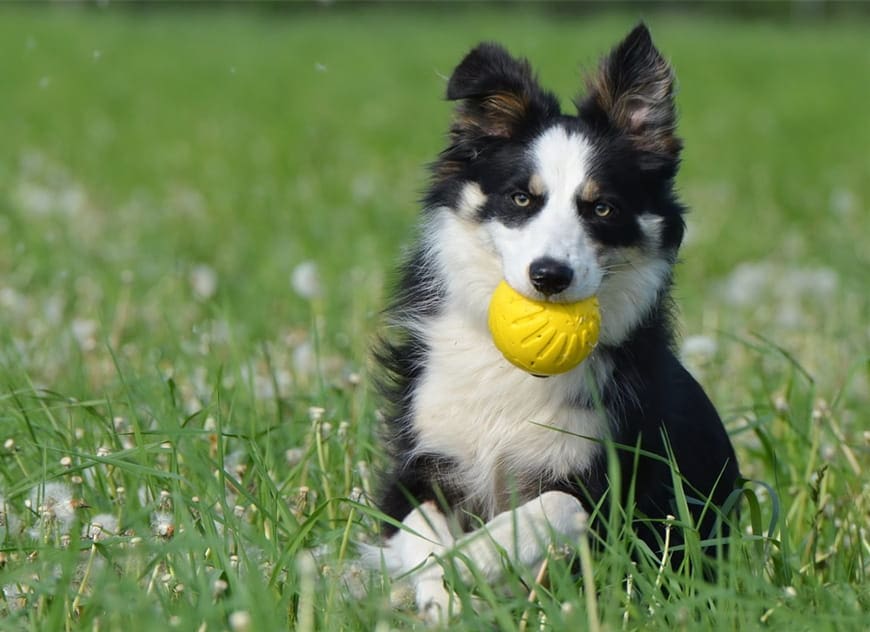 small collie