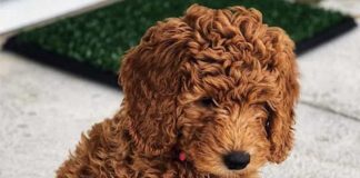 red goldendoodle
