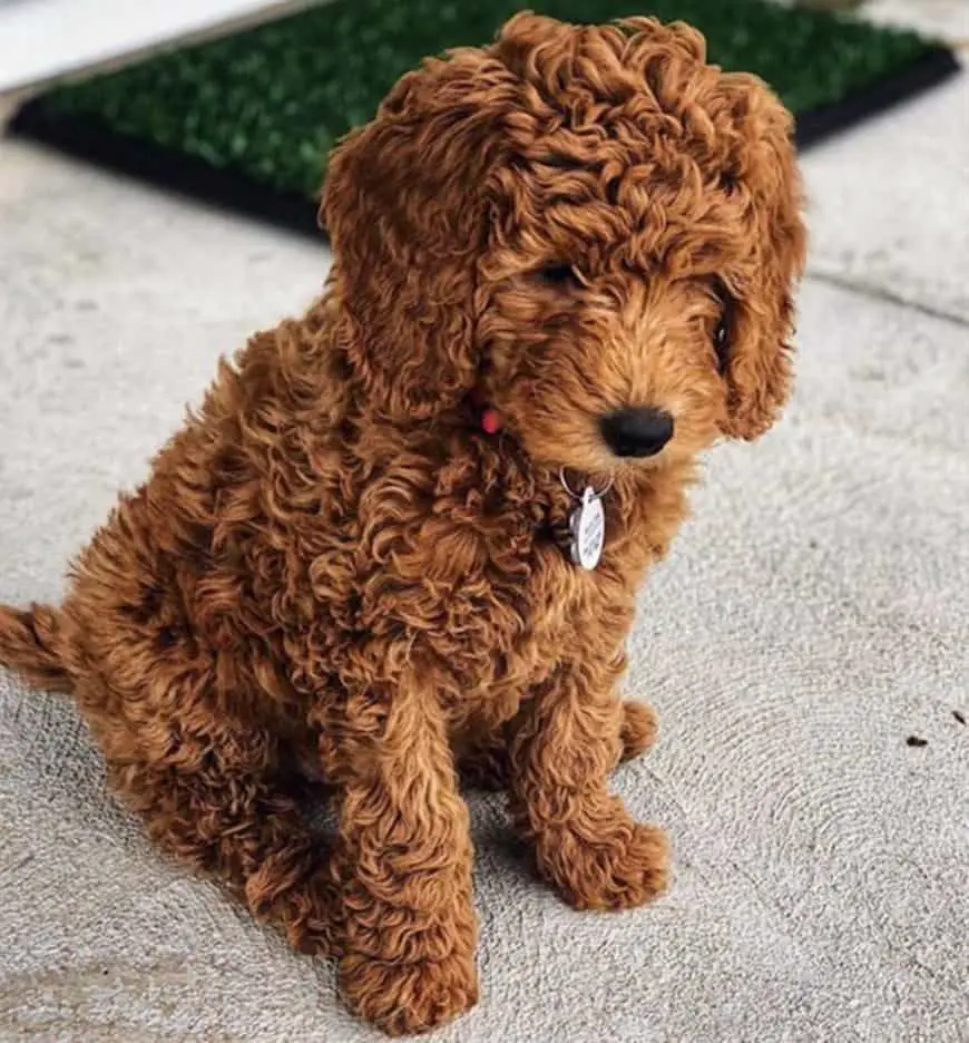 red goldendoodle puppy