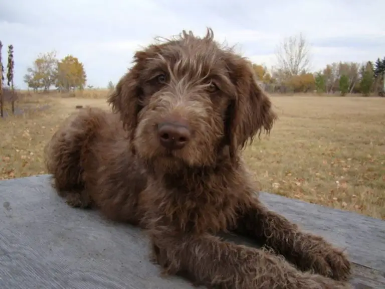 What is an F1 Labradoodle? - ebknows