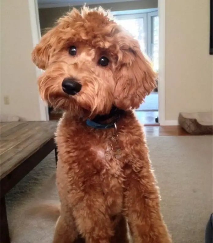 F2B Goldendoodle Is the Best Generation of this Breed (2024)?