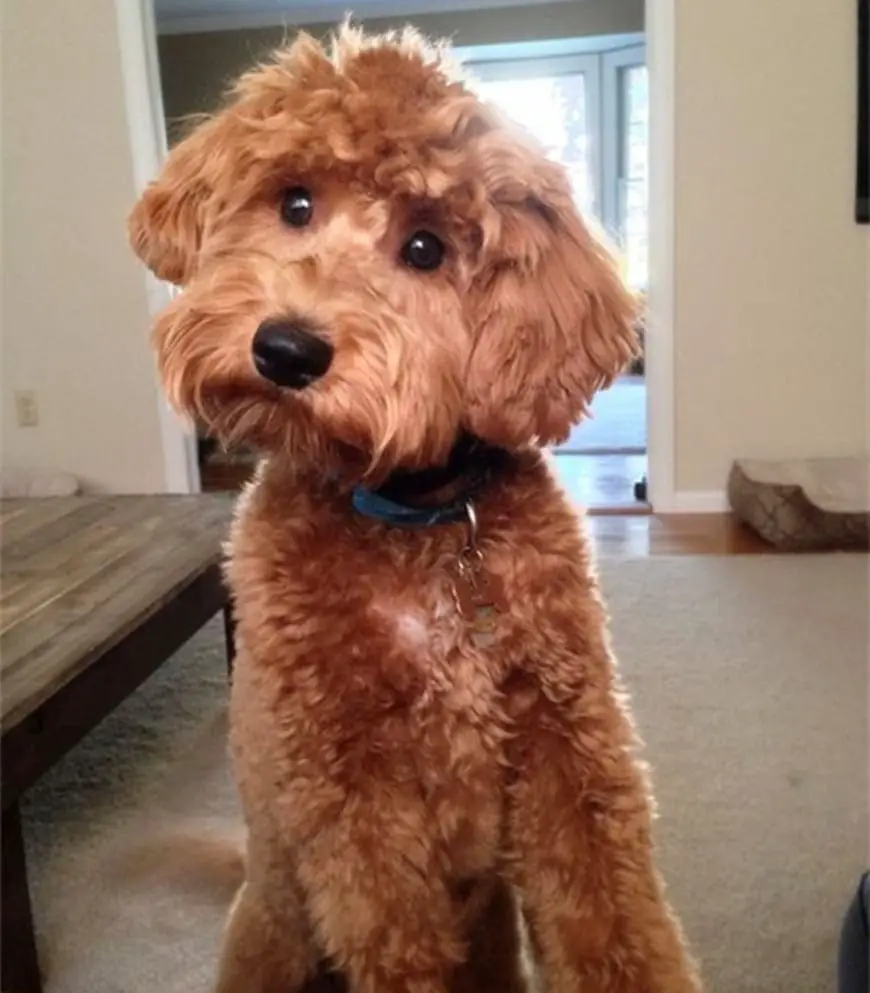 F2B Goldendoodle