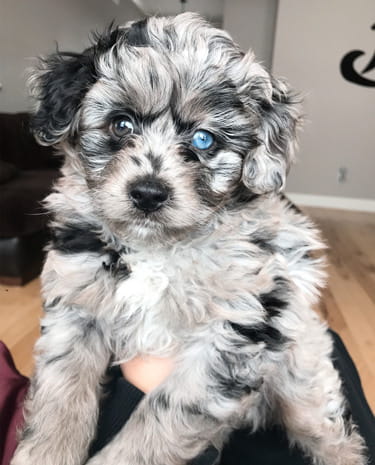 merle labradoodle puppy