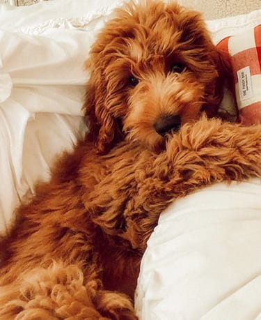 A Guide To Owning A Red Mini Goldendoodle Ebknows