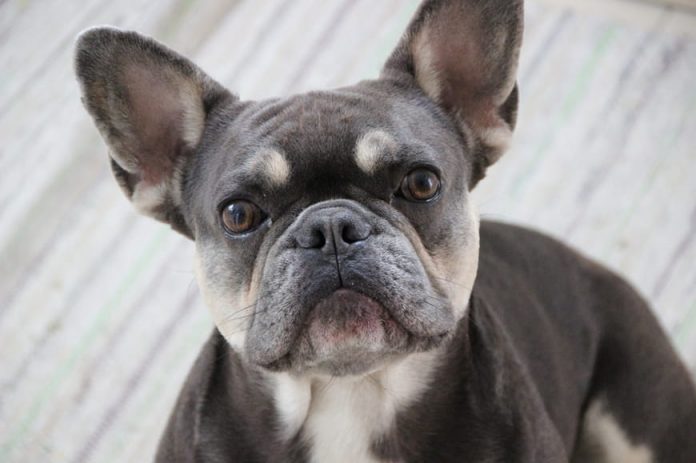 Tan French Bulldog - What are the Tan Points in Frenchies? - ebknows