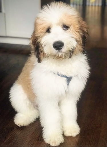 mini saint bernard poodle mix