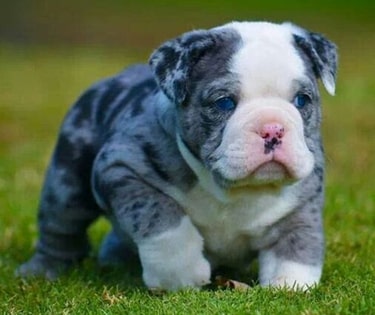 grey english bulldog with blue eyes