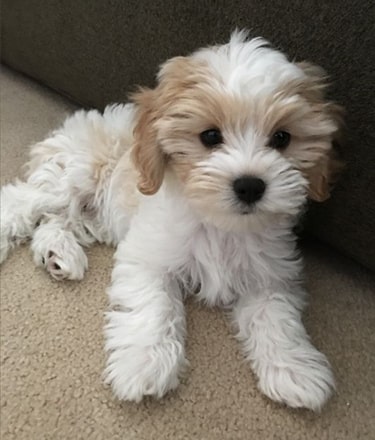 how often should i feed my cavachon puppy