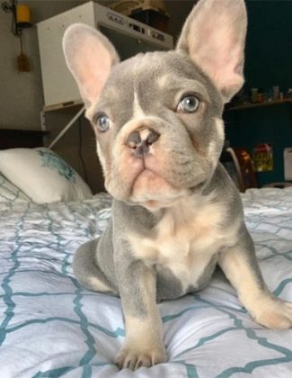 Lilac French Bulldog's best guide in 2023