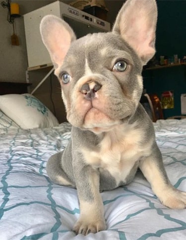 Lilac French Bulldog's best guide in 2024