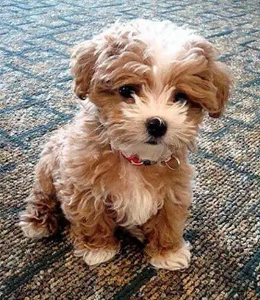 fluffy dog that looks like a teddy bear