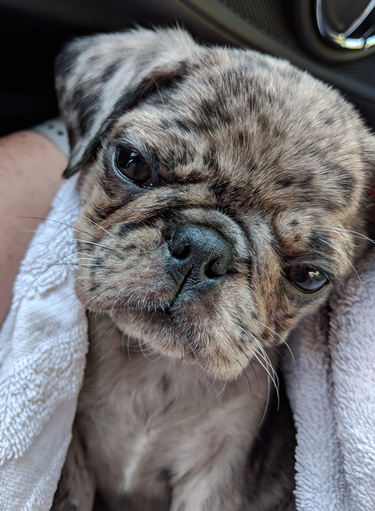 merle pug