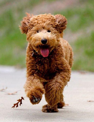 teddybear goldendoodle