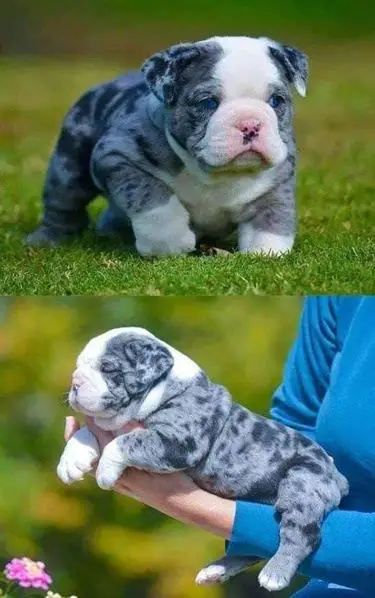 Blue shop merle bulldog