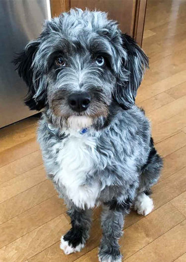 blue eyed aussiedoodle