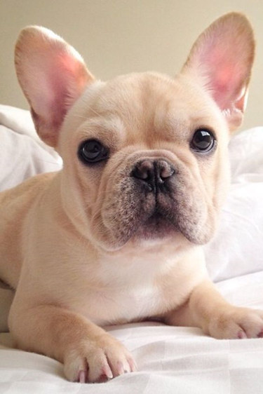 are cream french bulldogs rare