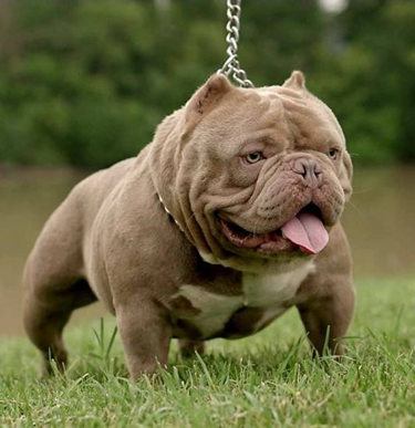 Your Ultimate Guide To The Exotic Bully Ebknows