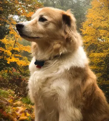 mélange de border collie golden retriever