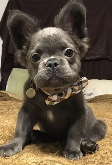 fluffy frenchie puppy