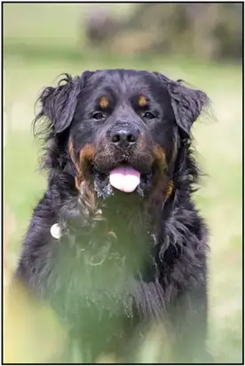 The Complete Care Guide to the Long Haired Rottweiler - ebknows
