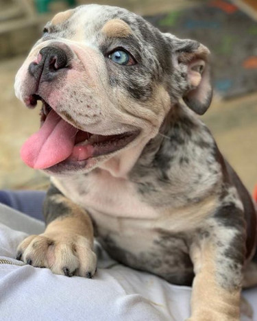 merle english bulldog