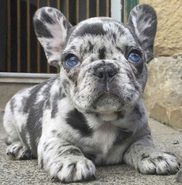 Know These Facts Before Buying a Merle Frenchie! - ebknows