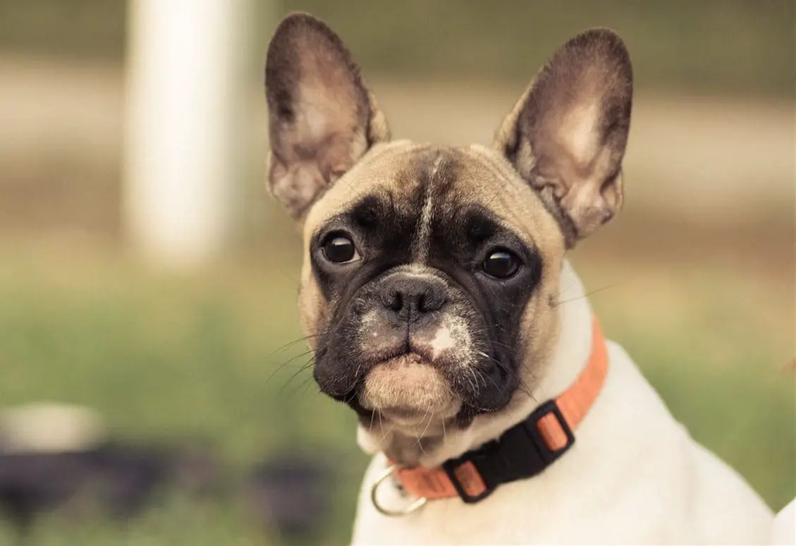 What is the Best Collar for a Puppy? 7 of the Best Collars Reviewed ...