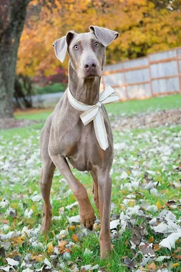 fawn doberman