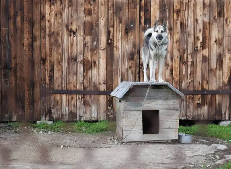 How to Choose the Best Dog House for German Shepherd - ebknows