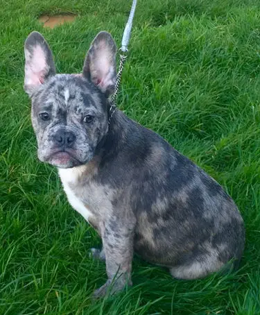 Blue Brindle Merle French Bulldog - Photos All Recommendation