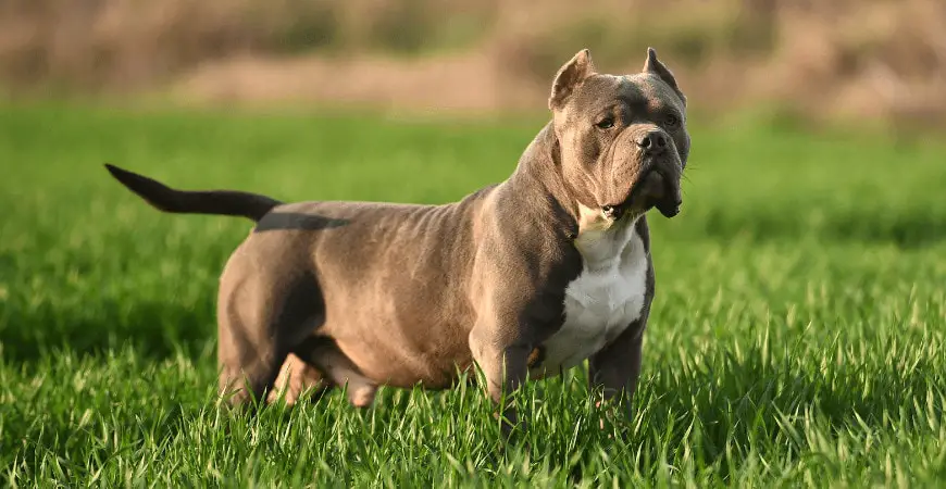 American Bully Weight Chart (Size and Growth Chart)