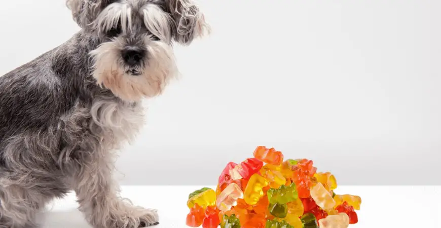 are gummy worms bad for dogs